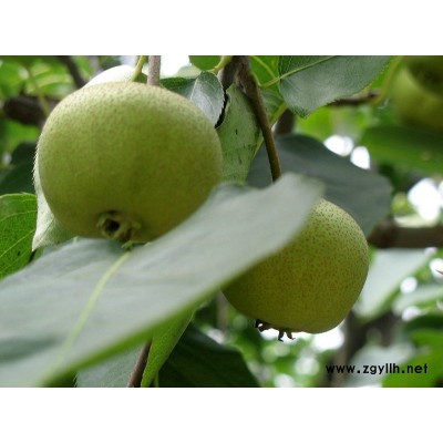 喀什哪里有黄金梨苗,金果梨苗规格表