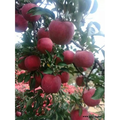 汉中潮巅5号苹果苗查看厂家现货