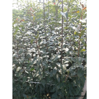 遵义哪里有早酥红梨苗,鄂梨2号梨苗零售价