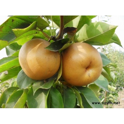 黄南哪里有自产自销梨苗,金阳蜜6号梨苗货源地在哪里