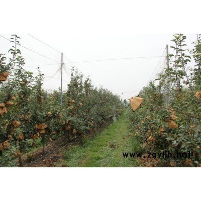 蚌埠嫁接苹果苗电话值得信赖