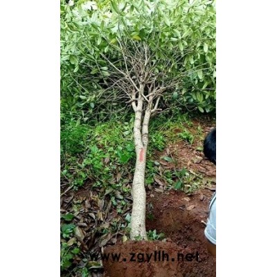 气味清香的桂花小苗低价销售