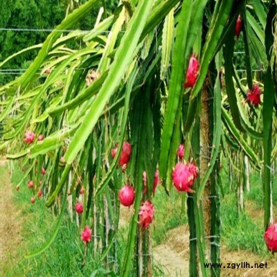 岷县自花授粉火龙果苗采购基地