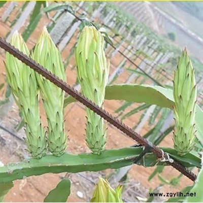 珠山易成活火龙果苗详情