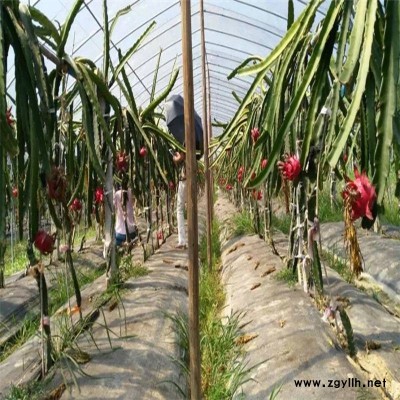 阜宁红芯火龙果苗货源地在哪