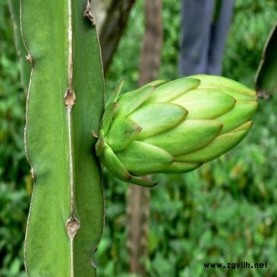 沈丘紫罗兰火龙果苗|创新服务