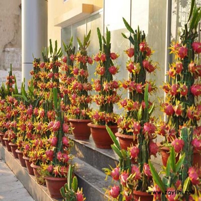 江川专业培育火龙果苗|客户至上