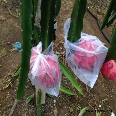 滑县白芯火龙果苗厂家直销