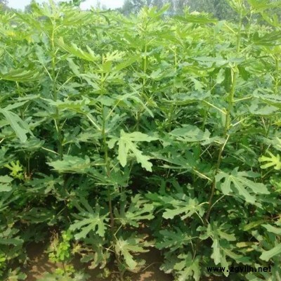 海珠两公分无花果苗厂家批发