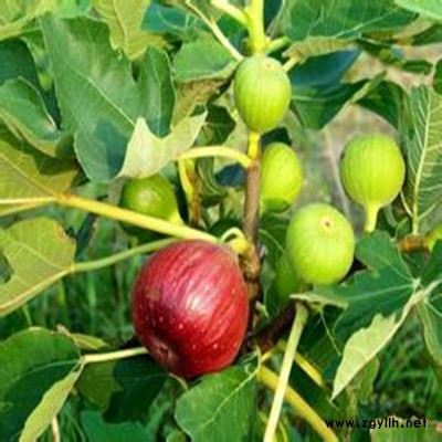 定结黑色使命无花果苗欢迎来电