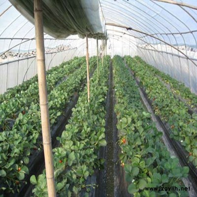 乳山穴盘草莓苗大图