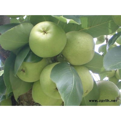 大石桥黑钻苹果苗销售