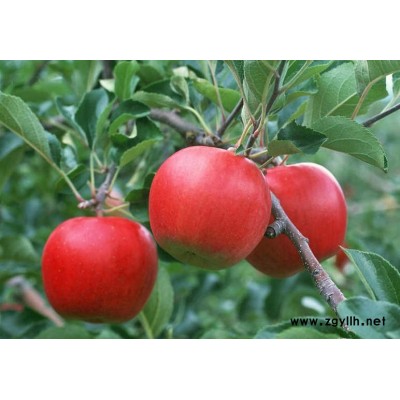 霍邱信浓红苹果苗有哪些优势