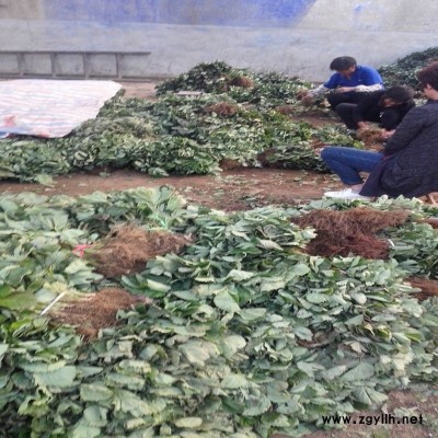 铁东法兰地草莓苗批发价