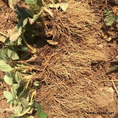 乳源京承香草莓苗量大从优