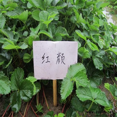 庆安京凝香草莓苗产量