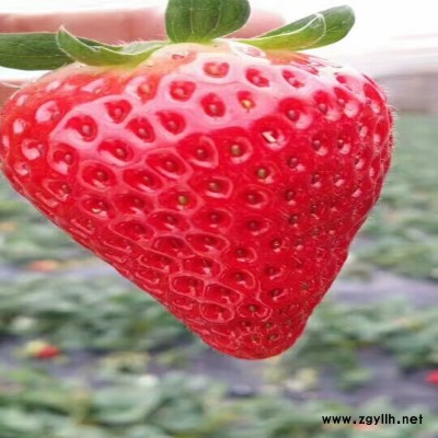 花垣京怡香草莓苗信誉保证