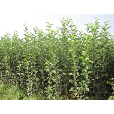 渝水红乳苹果苗的特点