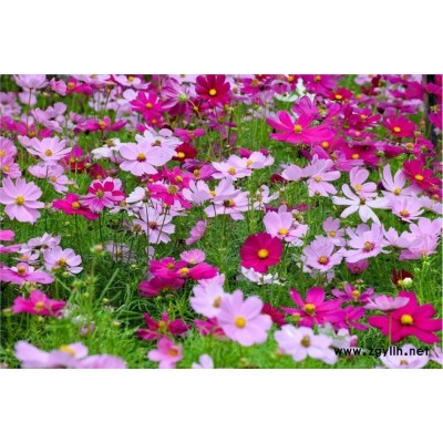 波斯菊花种批发