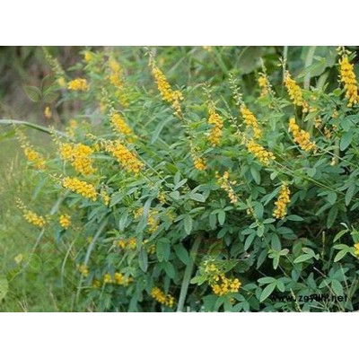杭州矿山复绿一般用什么草籽草种植物种子好