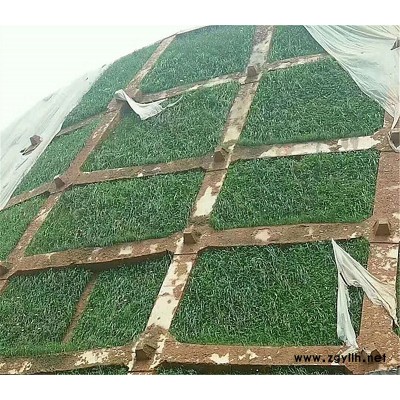 杭州边坡复绿草种草种