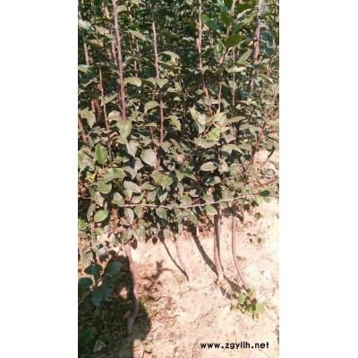 保山美8苹果苗价格市场报价