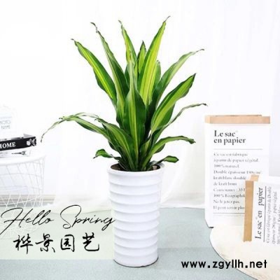 松岗公明沙井西乡 花卉租赁 绿植租售 绿化工程 鲜花盆景 基地直销 送货上门