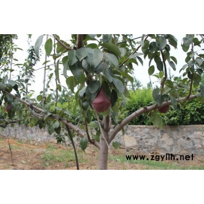 潮州哪里有新梨7号梨苗,中梨4号梨苗基地直供