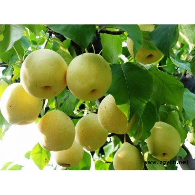 漯河哪里有晚秋黄梨苗,高产梨苗价格