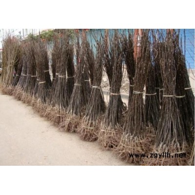 南昌哪里有玉美人梨苗,高产梨苗厂家现货