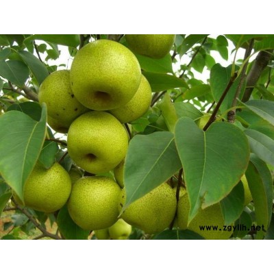 周口哪里有爱宕梨苗,鄂梨2号梨苗种植技巧