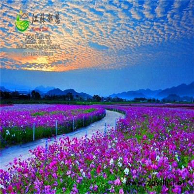 河南省驻马店市春季花海案例专业花海