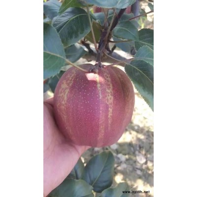 拉萨哪里有香红梨苗,梨苗优惠价是多少