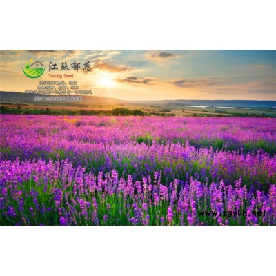 工程草坪种子-火棘种子种植技术方法-买一送一