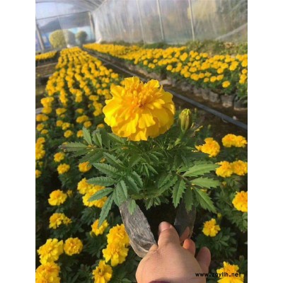 长期供应规格齐全不挑土壤的万寿菊2019年价格更低
