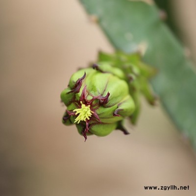 丰宁自产自销火龙果苗怎么样