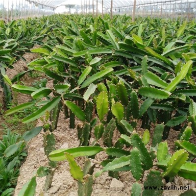 西吉自产自销火龙果苗厂家供应