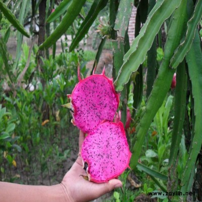 泽州人工授粉火龙果苗批发价