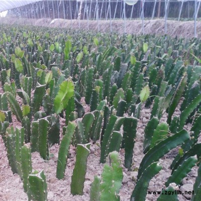 仲巴红绣球火龙果苗基地