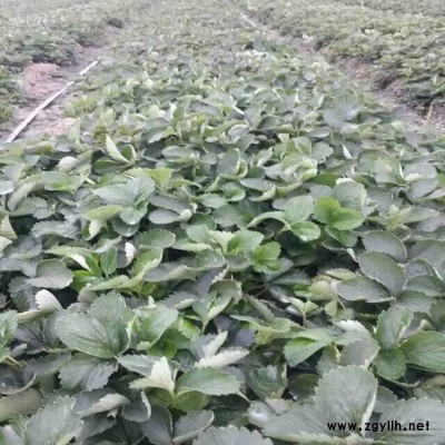 高安越心草莓苗火爆热卖中