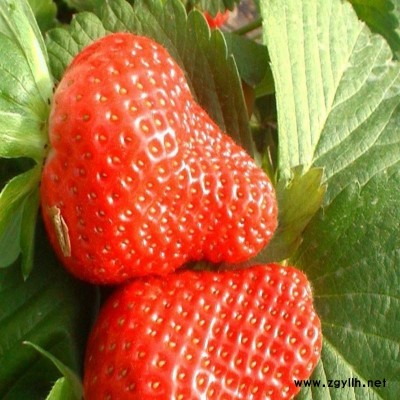 成华自产自销草莓苗怎么种