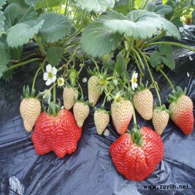 浔阳自产自销草莓苗报价