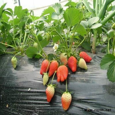 平桂牛奶草莓苗优质报价