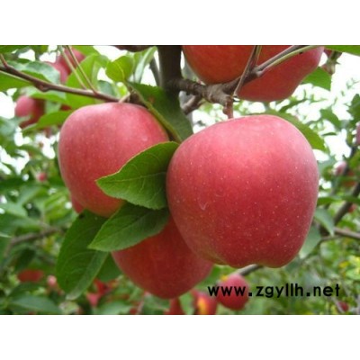 巴里坤嫁接苹果苗高清图