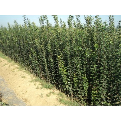 天桥潮巅1号苹果苗便宜优质的