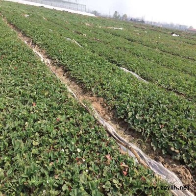 海陵泰丽草莓苗批发商