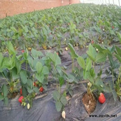 乐至颊丰草莓苗产量