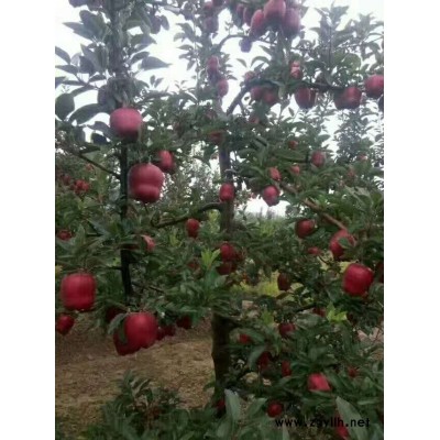 巩义苹果小苗在线咨询