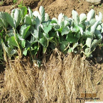 清丰京泉香草莓苗市场报价