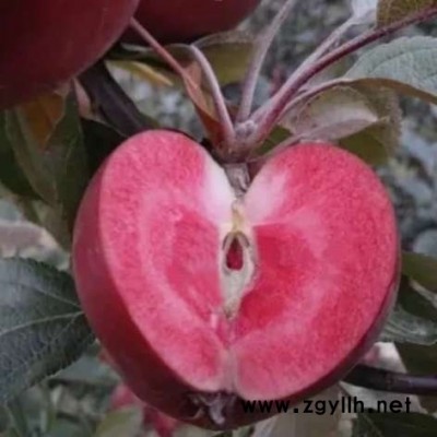 那坡藤牧1号苹果苗新品种